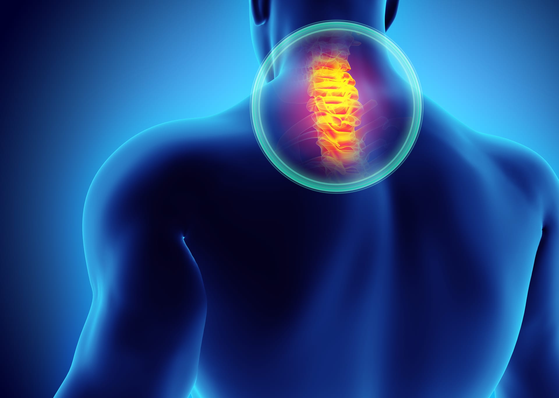 Illustration of the cervical spine and nervous system