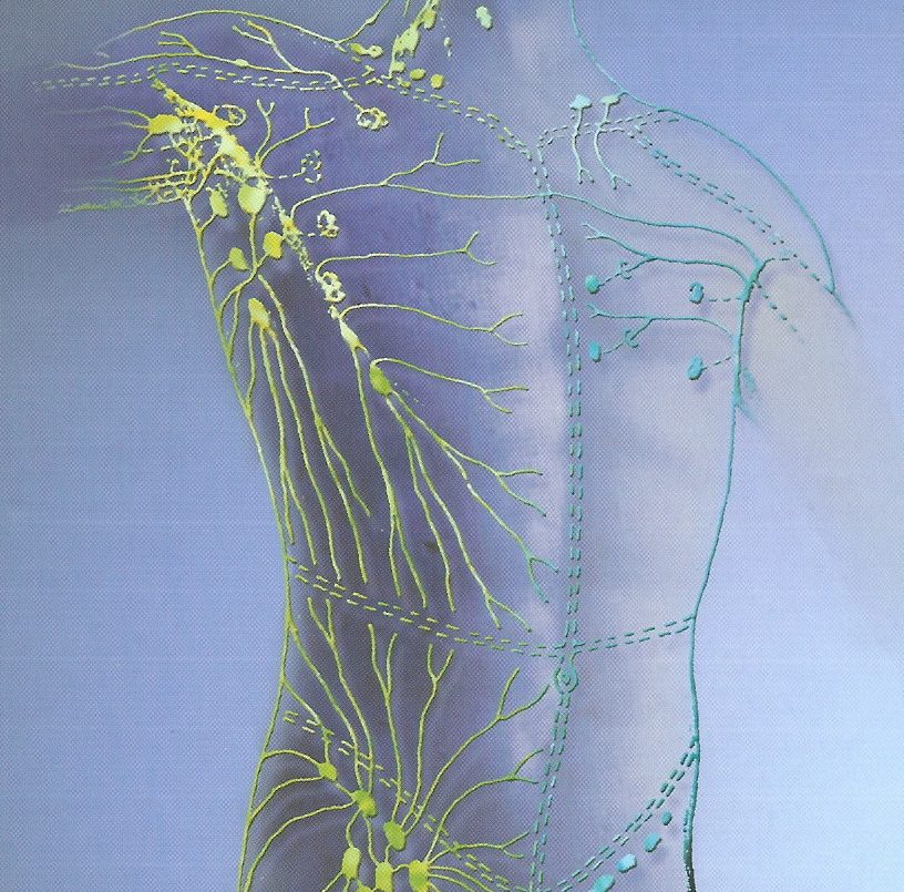 Anatomical illustration of the human lymphatic system